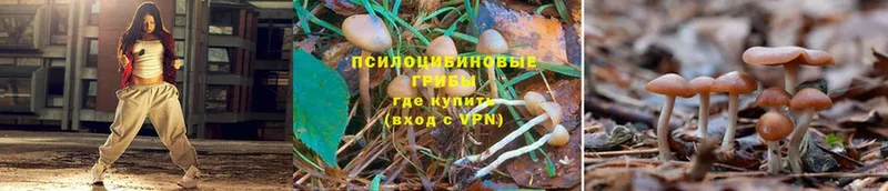 мориарти какой сайт  Малаховка  Галлюциногенные грибы Psilocybe 